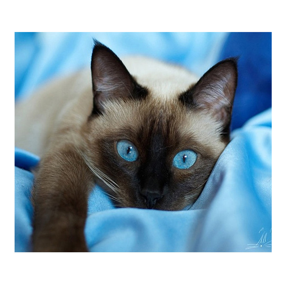 Cat - Full Round Drill Diamond Painting 40*30CM
