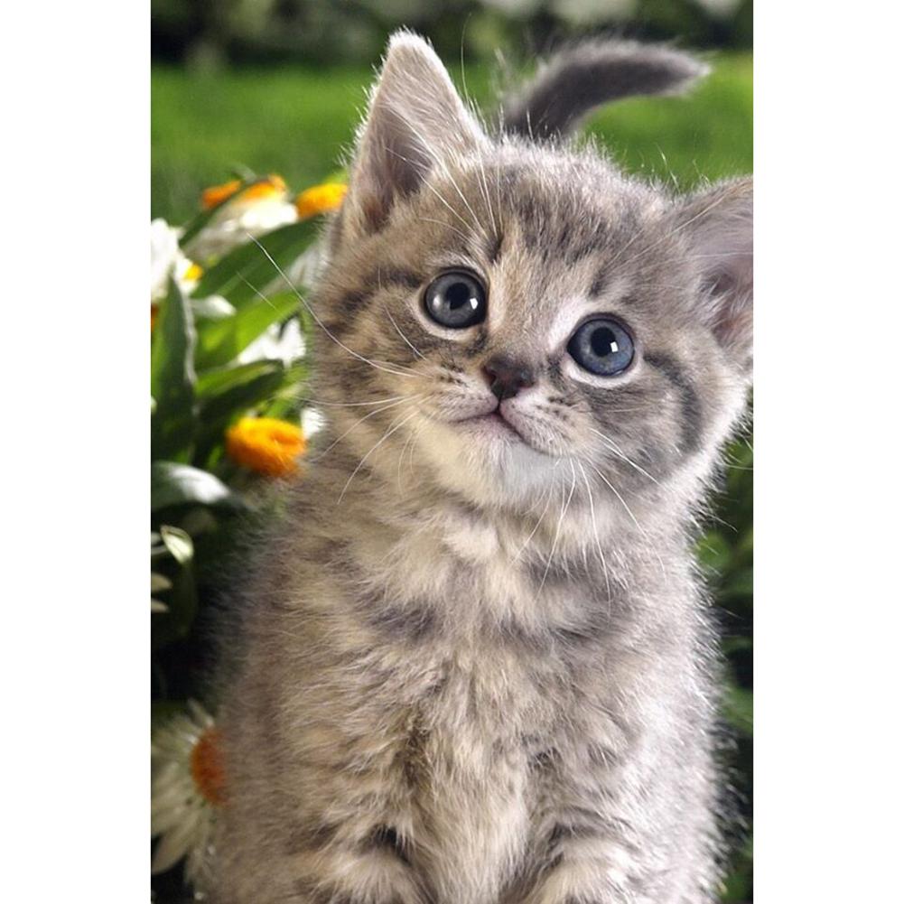 Kitten - Full Round Drill Diamond Painting 30*40CM