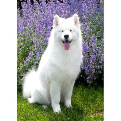 Dog - Full Round Drill Diamond Painting 30*40CM