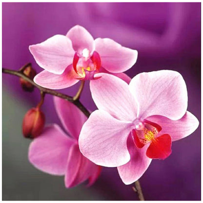 Flower - Full Round Drill Diamond Painting 30*30CM