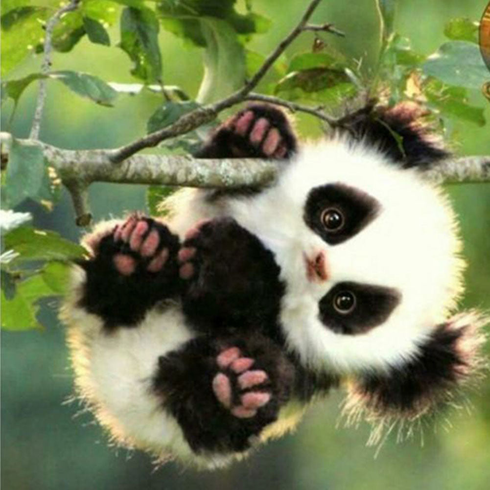 Panda - Full Round Drill Diamond Painting 40*40CM