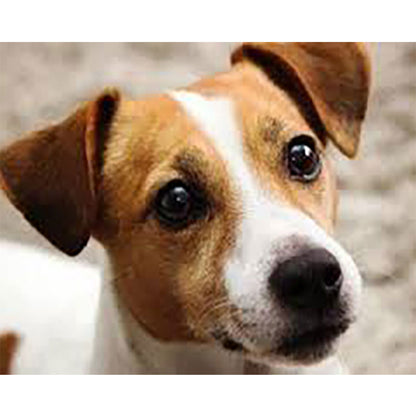 Puppy - Full Round Drill Diamond Painting 40*30CM