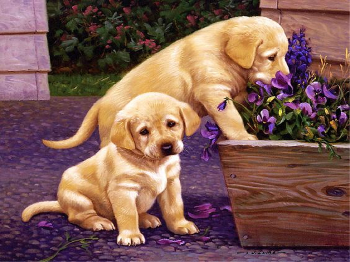 Labrador - Full Round Drill Diamond Painting 40*30CM