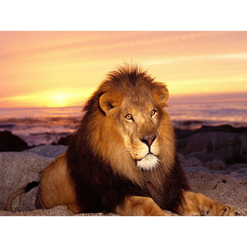 Lion - Full Round Drill Diamond Painting 40*30CM