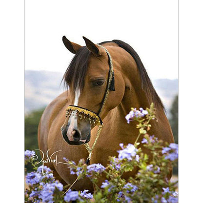 Horse - Full Round Drill Diamond Painting 40*50CM