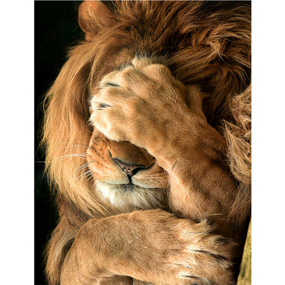 North African Lion - Full Round Drill Diamond Painting 40*50CM