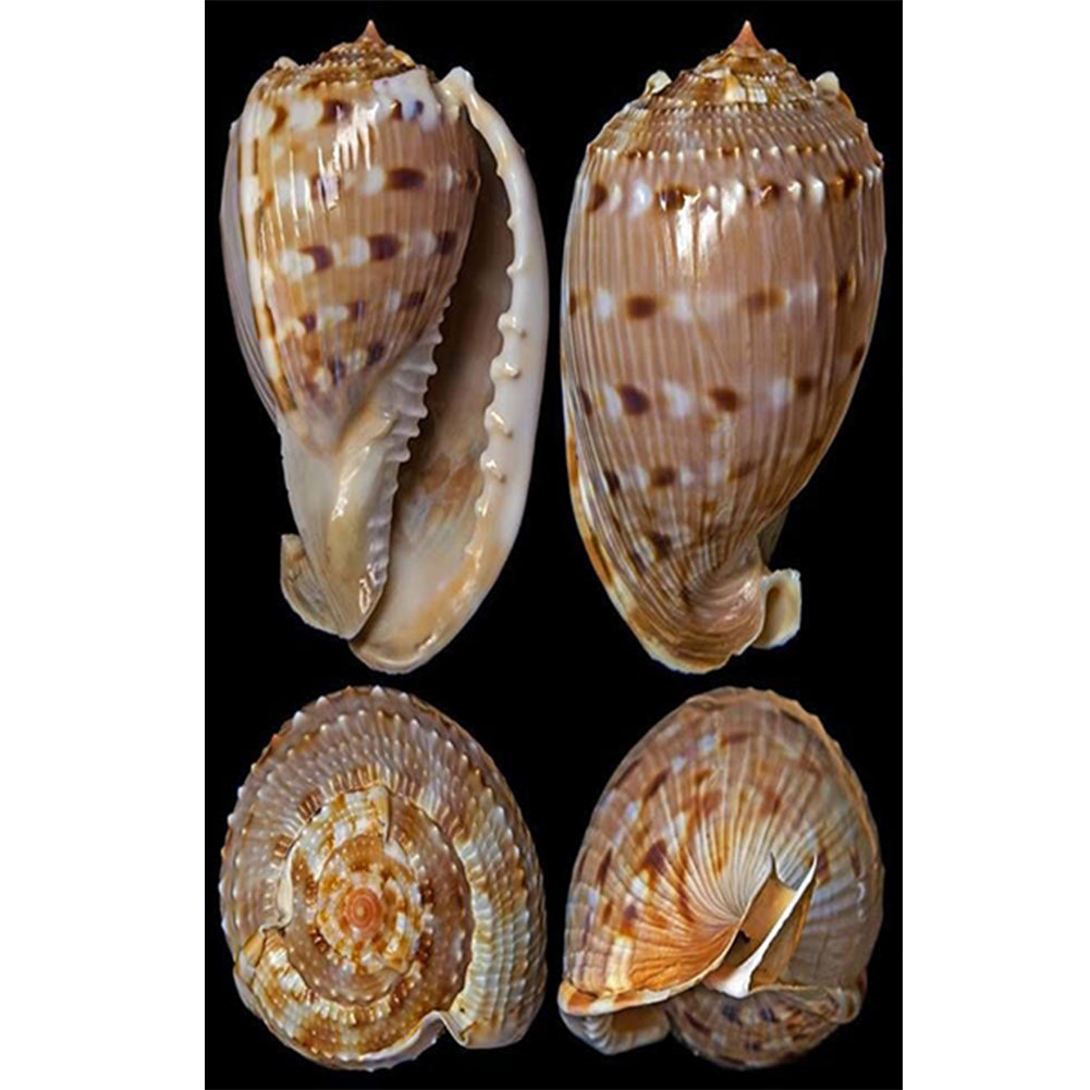 Beach Shells - Full Round Drill Diamond Painting 30*45CM