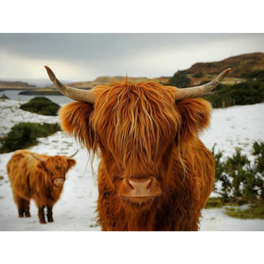 Highland Yak - Full Round Drill Diamond Painting 40*30CM